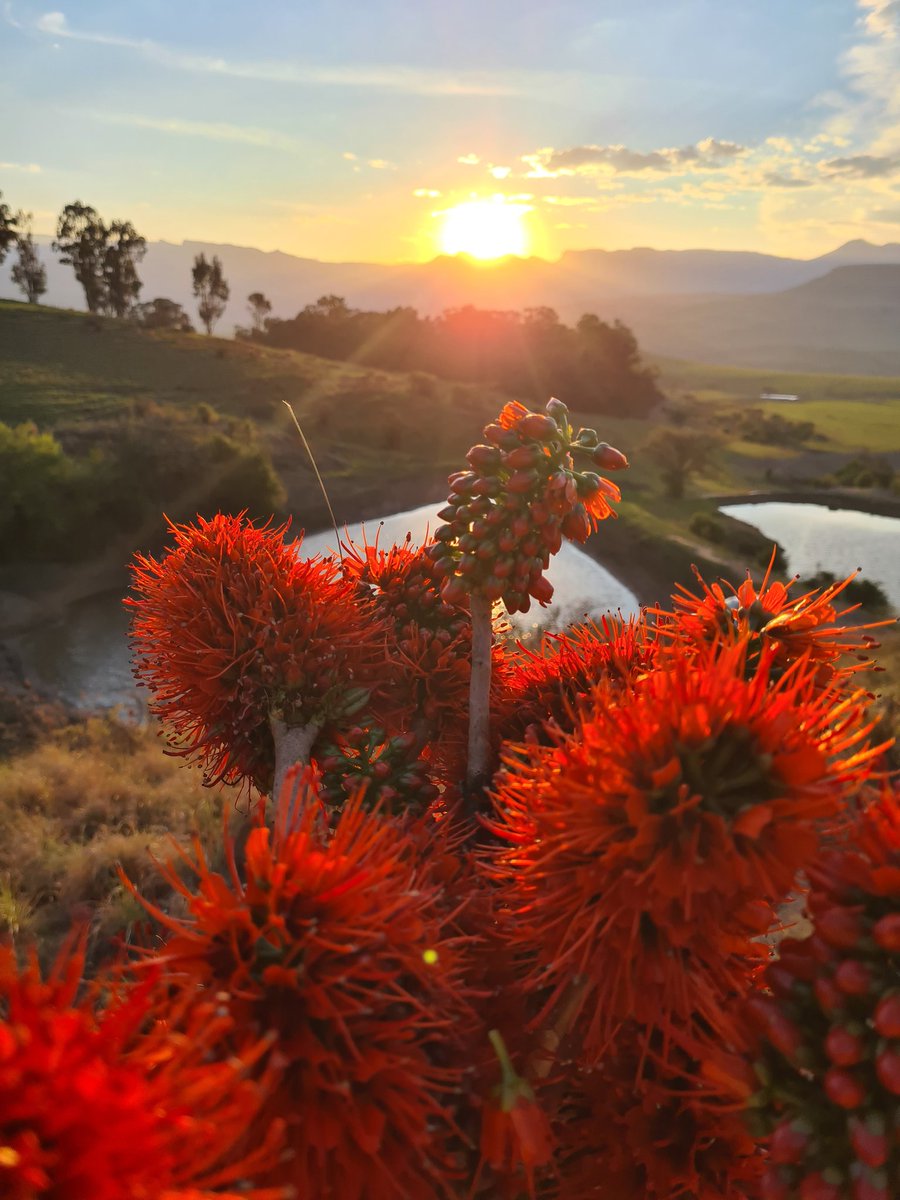 berghouse's tweet photo. Treat yourself to a trip into the Drakensberg Mountains, Mountain Bottlebrush in full flower!
#gardens #flowersonfriday #FridayMotivation #FridayVibes #sunset #Romance #homeymoon #Travel #travelphotography https://t.co/IkdseArevK