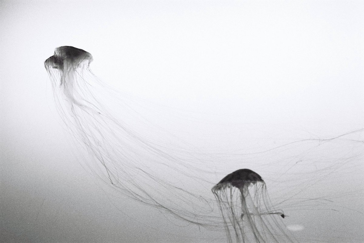 YasuiShunsuke's tweet photo. クラゲ!
#jellyfish
#blackandwhite #monocrome
#filmcamera #film #camera #filmphotography #filmcamera #filmphoto #analogphotography #plfilter #フィルムカメラ #フィルム #クラゲ #えのしま水族館 https://t.co/hITWC7lhRR