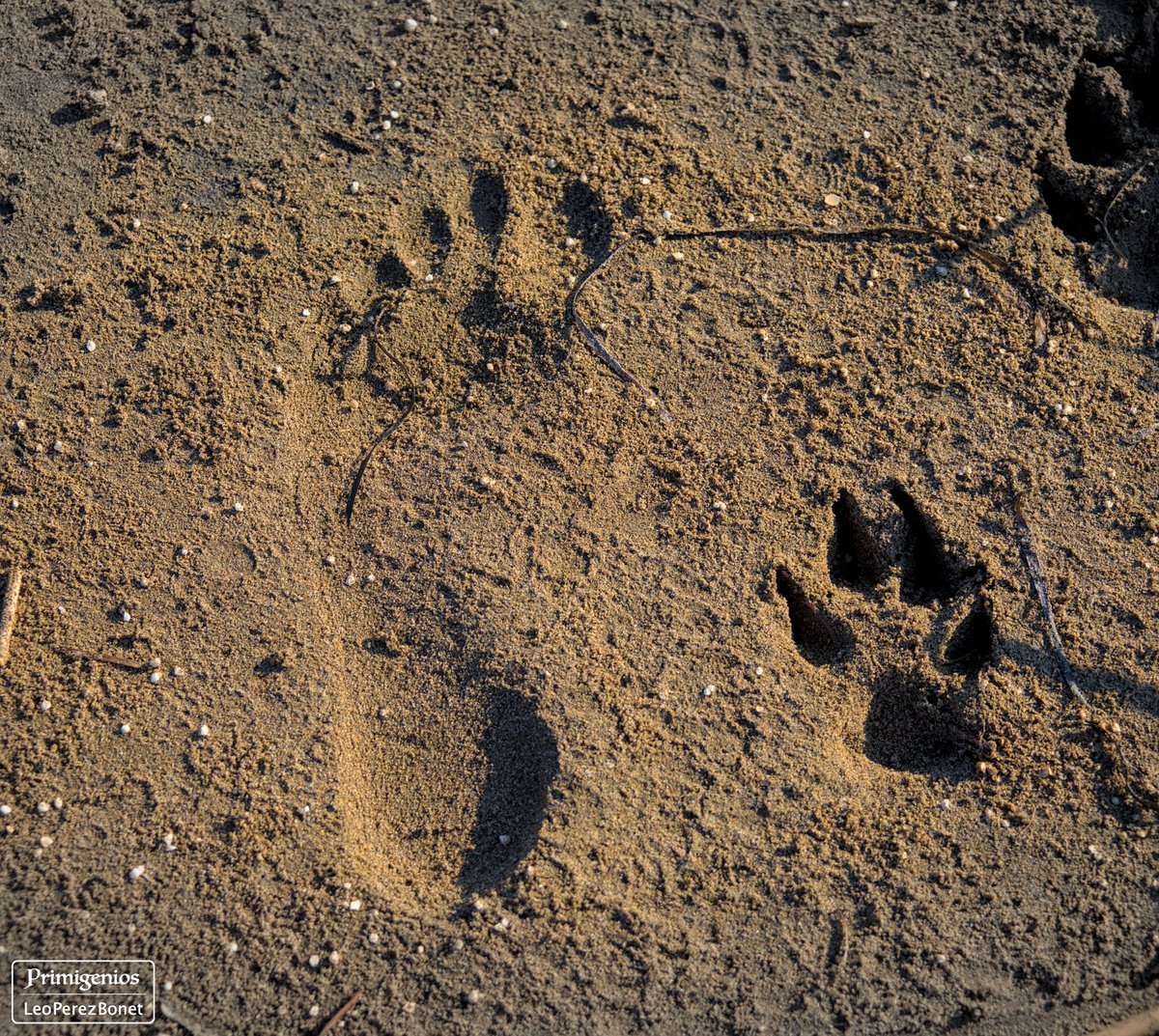 Primigenios_'s tweet photo. “Werewolf” - Playa del Trabucador - Sant Carles de la Ràpita - Tarragona - 2021

#santcarlesdelarapita #landscape #landscapephotography #deltebre #nikond800 #nature #naturephotography #photo #photooftheday #wildlifephotography #tarragona #Mediterranean #deltadelebro https://t.co/EdKd8TMT2L