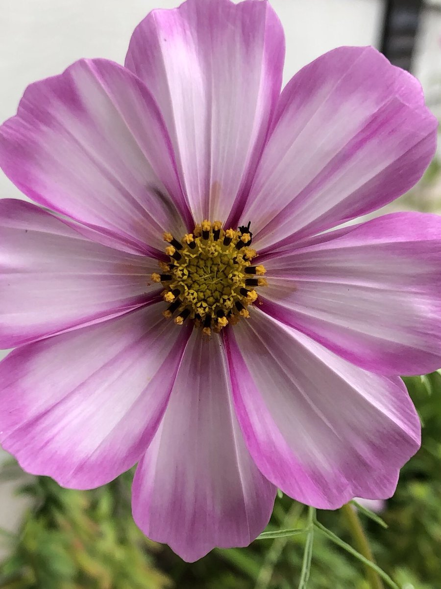 joinnewton's tweet photo. Love my #cosmos from #savedseed https://t.co/ZcIrwrigSk