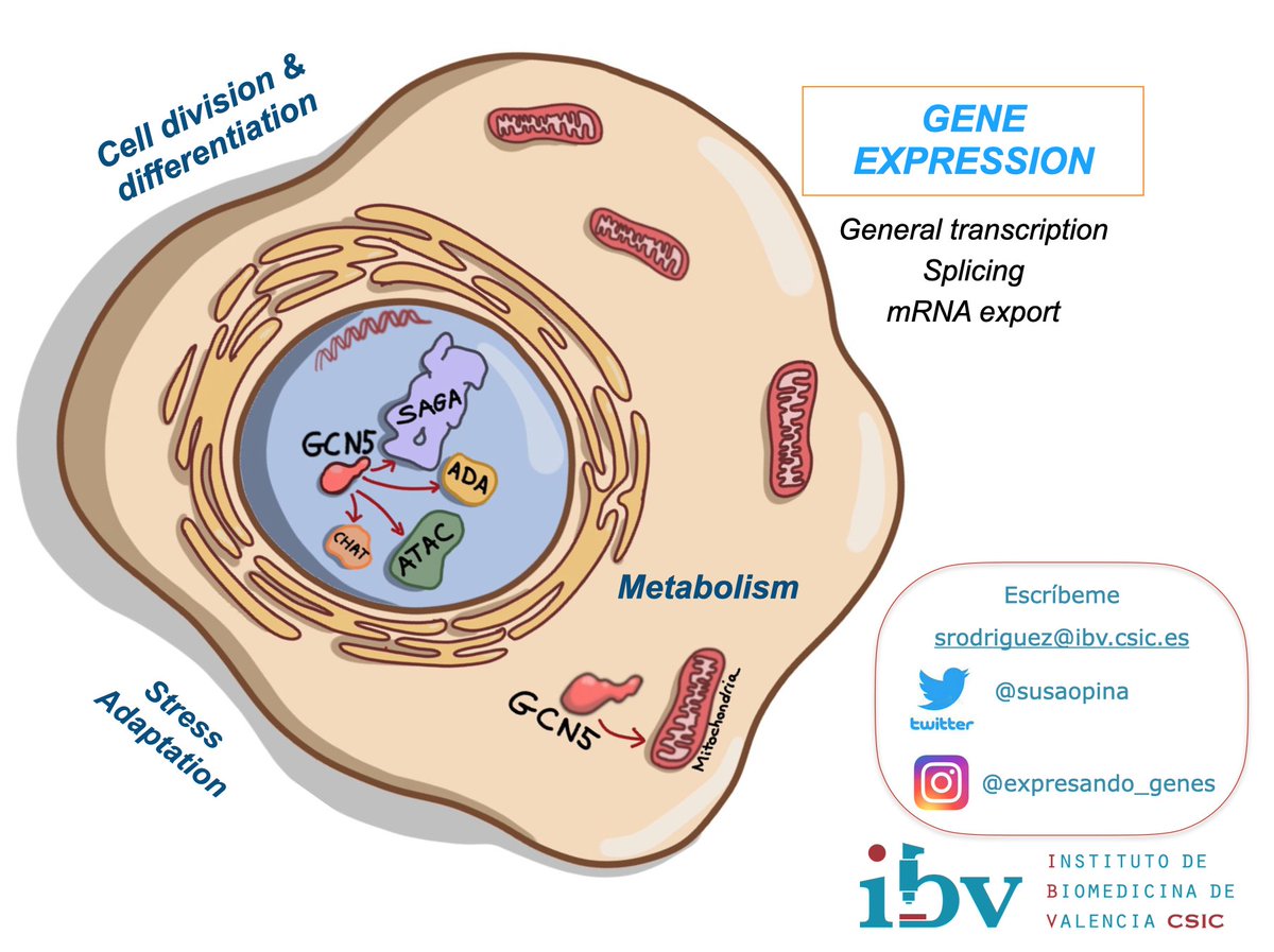 SusRodriguezNavarro (@susaopina) on Twitter photo ¿quieres investigar #ExpresiónGénica #RNA #Epigenómica en #yeast y aprender #BioMolCell #BioQ #Micro #Gen en un grupo comprometido con sus doctorand@s? TE ESTAMOS BUSCANDO <a href="/GVAinnova/">GVAsitval</a> #ACIF21 shorturl.at/hzKQX <a href="/IBV_CSIC/">IBV-CSIC</a> <a href="/DPE_CSIC/">Postgrado CSIC</a> <a href="/CSICval/">Casa de la Ciència CSIC València</a> @piratas_ciencia <a href="/FJIprecarios/">FJI-PRECARIAS</a> ¿quieres investigar #ExpresiónGénica #RNA #Epigenómica en #yeast y aprender #BioMolCell #BioQ #Micro #Gen en un grupo comprometido con sus doctorand@s? TE ESTAMOS BUSCANDO <a href="/GVAinnova/">GVAsitval</a> #ACIF21 shorturl.at/hzKQX <a href="/IBV_CSIC/">IBV-CSIC</a> <a href="/DPE_CSIC/">Postgrado CSIC</a> <a href="/CSICval/">Casa de la Ciència CSIC València</a> @piratas_ciencia <a href="/FJIprecarios/">FJI-PRECARIAS</a>