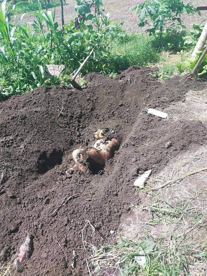 MthinnSpring's tweet photo. A man’s decomposed body was found inside a compound of Konetharyar Village, Karenni State where junta terrorists deployed. Details of victim unavailable as residents have to hide due to clashes. #AcceptNUG_RejectMilitary #WhatsHappeningInMyanmar #Oct1Coup https://t.co/krJFsZVPuT