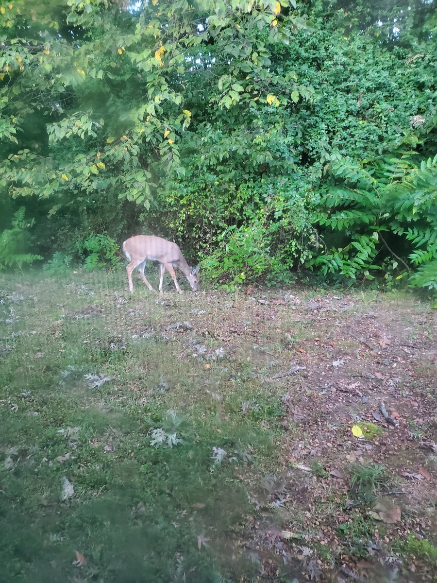 DaveHinesDF's tweet photo. Oh, hello neighbor! #BackyardDeer https://t.co/cVTHHlXtCz