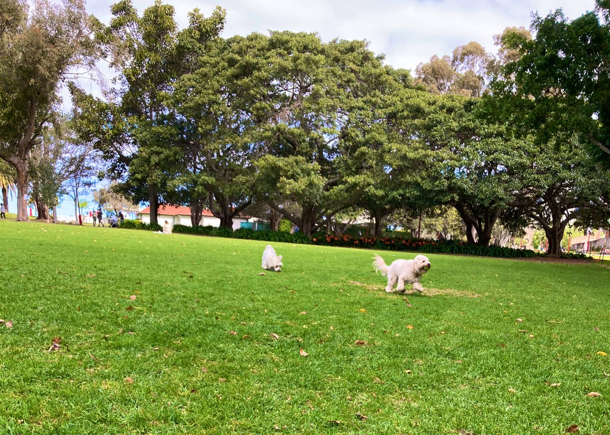 julesydiamonds's tweet photo. Walkies with poppy and Tilda. Poppy is curious if the food is for her... #dogsofTwittter #animalstwitteraccount #Dog #BeKind #CORPSE #L4L #cutenessOVERLOAD #puppylife #poppy #matildas #yeah #walkies #fun #cute #cavoodle #training #dogoftheday https://t.co/4jUbi0OAv0