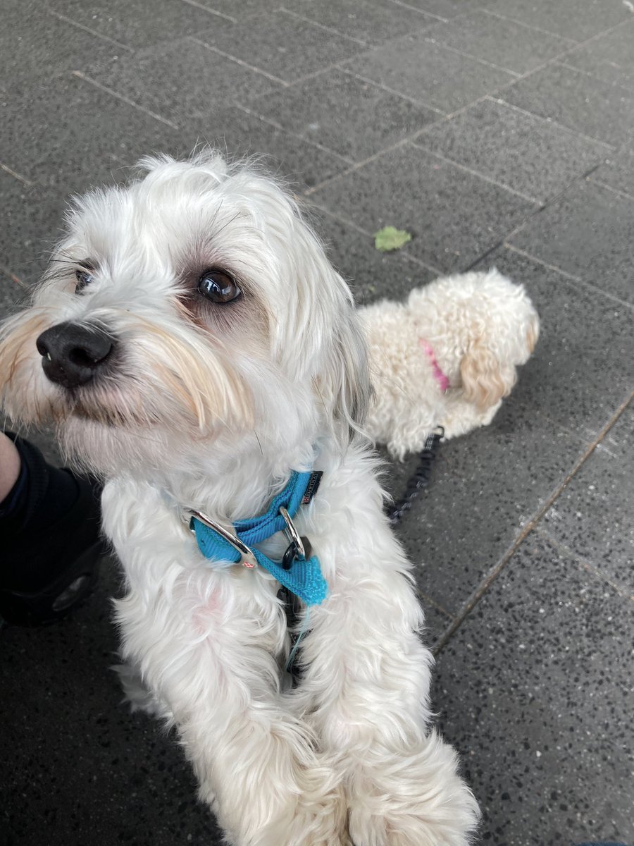 julesydiamonds's tweet photo. Walkies with poppy and Tilda. Poppy is curious if the food is for her... #dogsofTwittter #animalstwitteraccount #Dog #BeKind #CORPSE #L4L #cutenessOVERLOAD #puppylife #poppy #matildas #yeah #walkies #fun #cute #cavoodle #training #dogoftheday https://t.co/4jUbi0OAv0