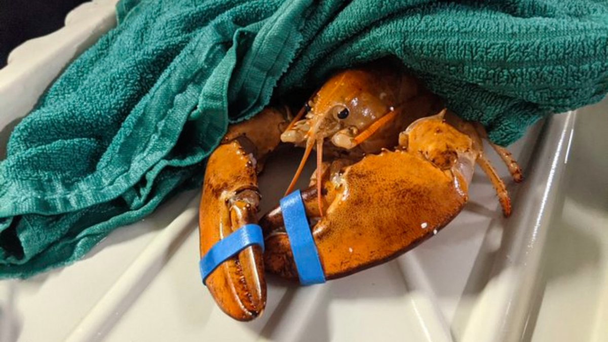 Streets Of Toronto - Do tweet media