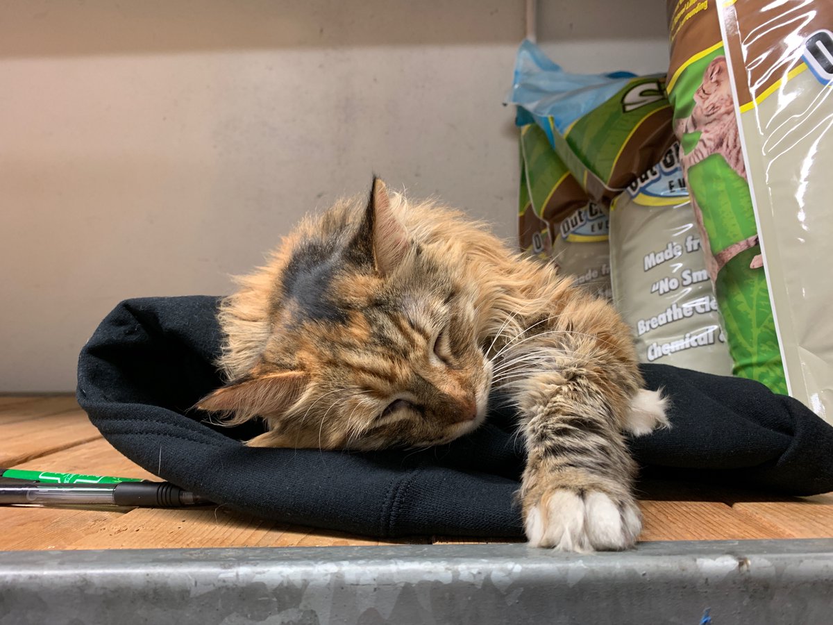 KC's Snarkiest Cat (@SnarkyStoreCat) / Posts / X
