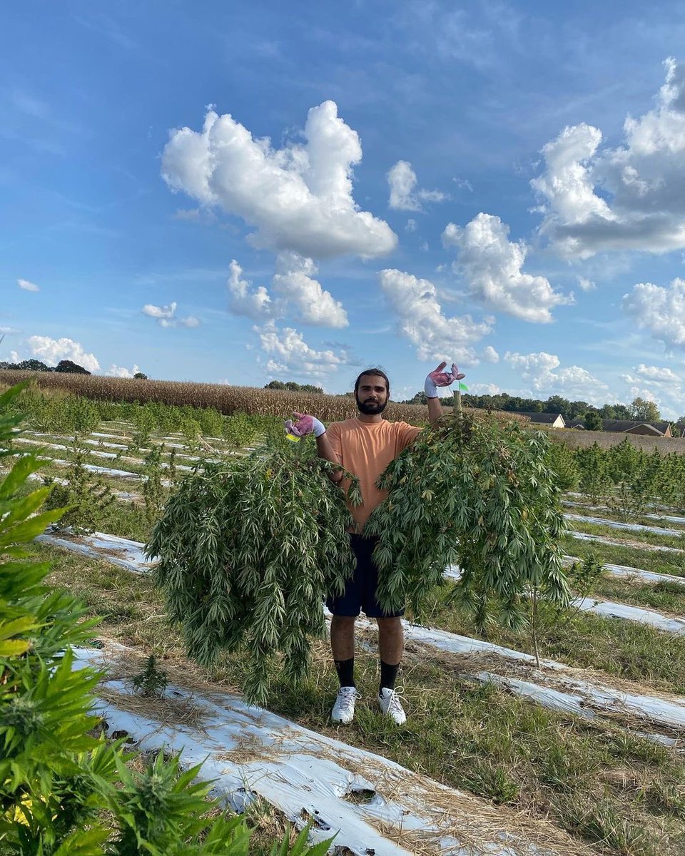 Murray State Center for Agricultural Hemp tweet media