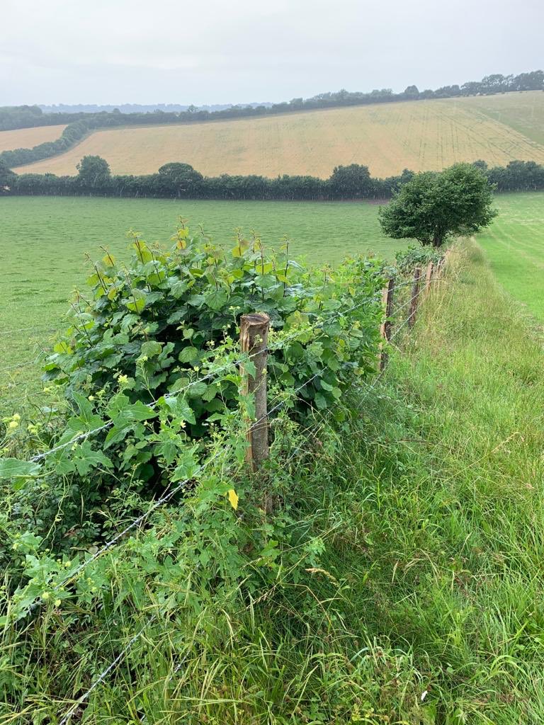 NickMarriner1's tweet photo. We have agreed plans with 8 @ChilternsCCC cluster farmers to plant 6km, coppice 1.3km &amp; lay 250m hedgerow this winter. Installing 9km stock fence &amp; 27 farm gates too 👍👍Invitations to Tender now open &amp; live to 15/10. Interested contractors details here - https://t.co/vOaLfMy5iP https://t.co/CwRWeKgzW4