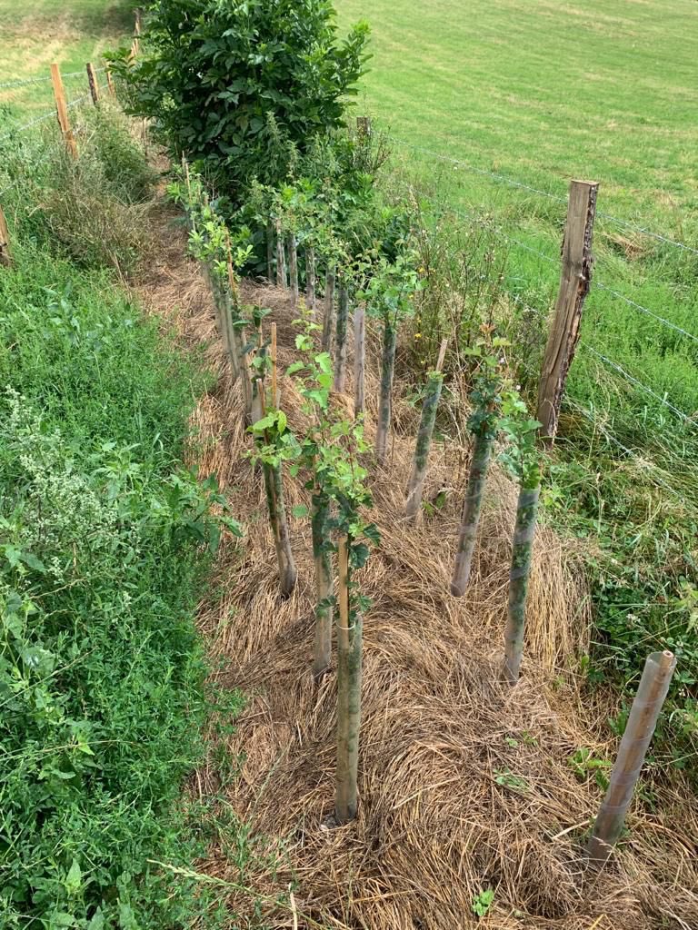 NickMarriner1's tweet photo. We have agreed plans with 8 @ChilternsCCC cluster farmers to plant 6km, coppice 1.3km &amp; lay 250m hedgerow this winter. Installing 9km stock fence &amp; 27 farm gates too 👍👍Invitations to Tender now open &amp; live to 15/10. Interested contractors details here - https://t.co/vOaLfMy5iP https://t.co/CwRWeKgzW4