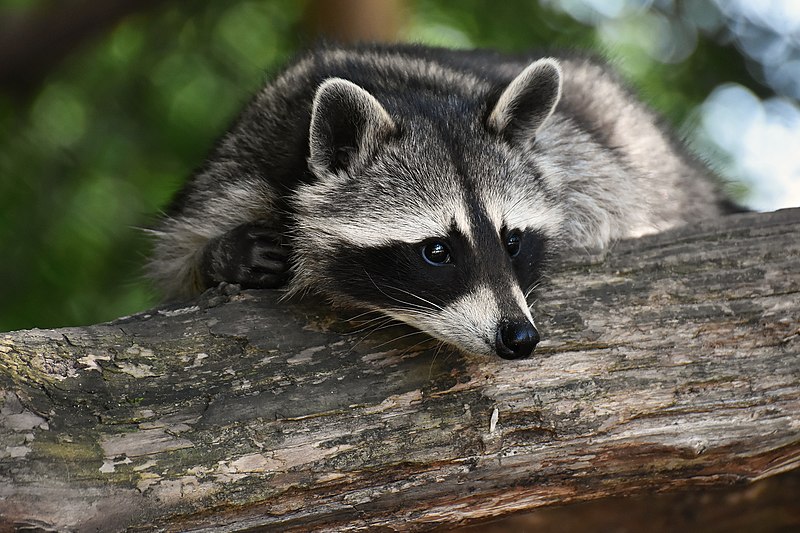 Today is #RaccoonAppreciationDay, a special day to appreciate our mascot <a href="/GuadeloupeTech/">GuadeloupeTech</a> #raccoon
