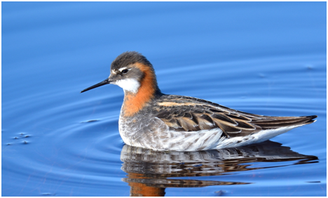 чем плавунчики понравились. круглоклевый плавунчик. плавунчик птица фото. круглоносый плавунчик самец. птичка плавунчик.