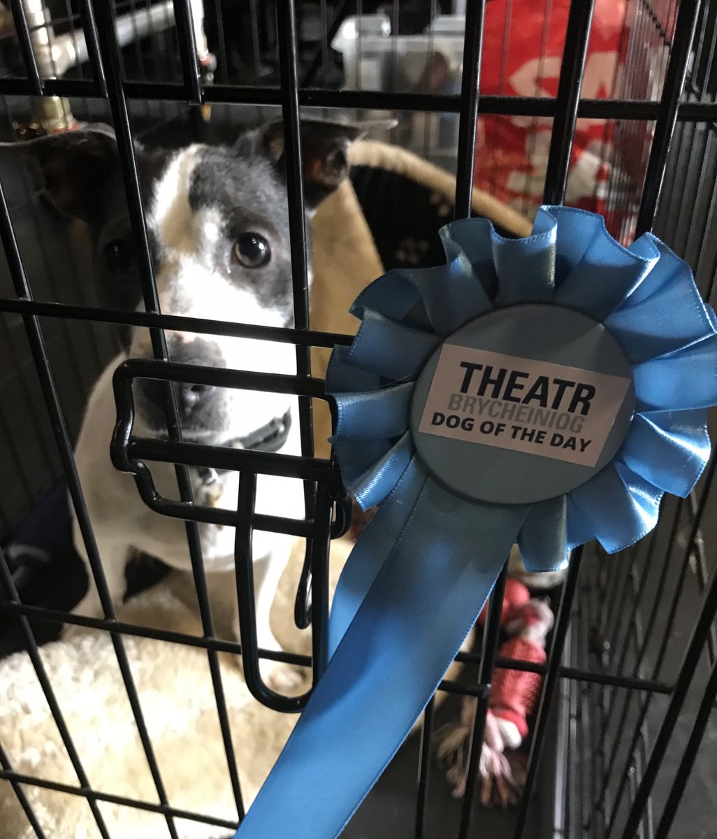 richard_studer's tweet photo. And we have a WINNER!
Mabel wins dog of the day @Brycheiniog @Midwalesopera #Operadog https://t.co/3ku3Iz2C14