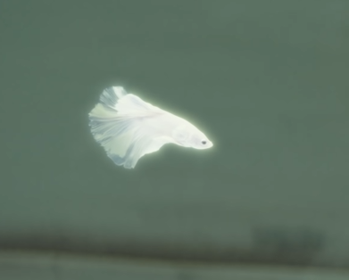 뮤비에 나온 우리집 베타들 찍었다.