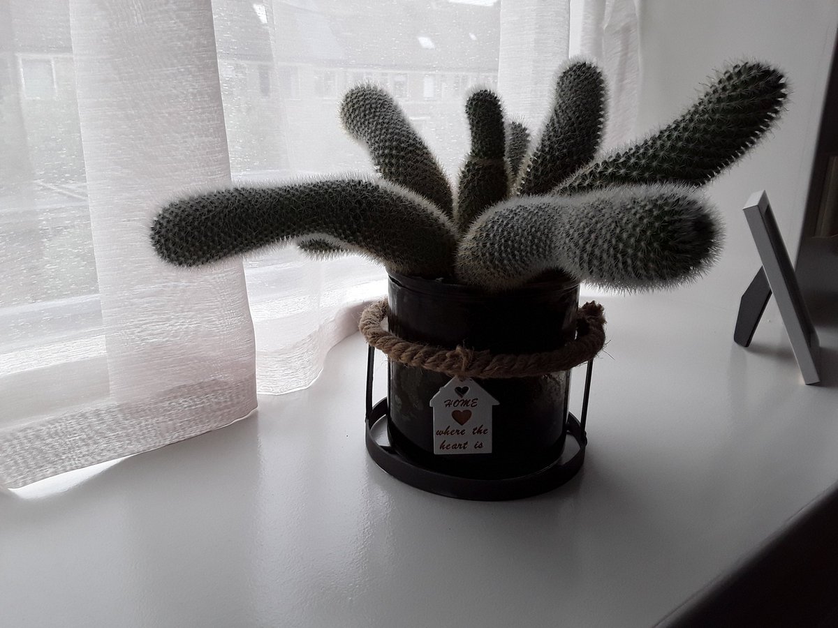 DaanSoeperman's tweet photo. Deze plant op de slaapkamer,  wat denken jullie? Zou mijn vrouw wat willen vertellen? https://t.co/8nWEwzKC8K