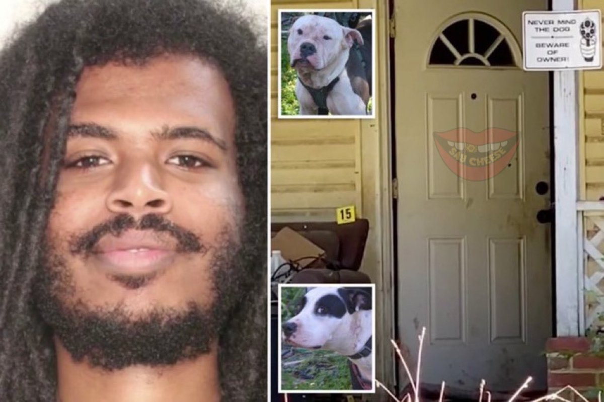 Pit bulls fatally maul suspected home intruder in Georgia. The dogs have been seized by animal control after the killing. The dogs left his body on the owners porch “Idk who this guy is.. I wasn’t home at the time”