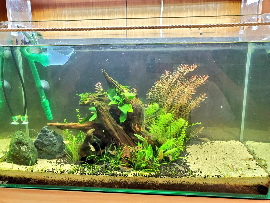 古川 アクアリウム V Twitter 職場の水槽掃除した 水草水槽はめっちゃ綺麗になってるけど左側の育ちが悪い ブルームーンレインボースネークは一月前より大きくなってる気がする 古川 アクアリウム V Twitter 職場の水槽掃除した 水草水槽はめっちゃ綺麗になってるけど左側の育ちが悪い ブルームーンレインボースネークは一月前より大きくなってる気がする