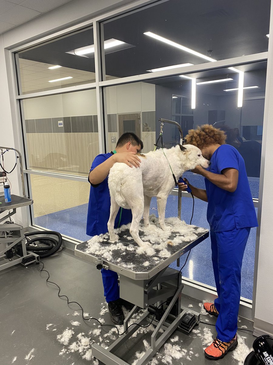 OttTempleISD's tweet photo. Rocking the Temple Pet Spa with our kiddos. Wildcat Workforce is on point for our community! https://t.co/Q4MeSrdyjQ