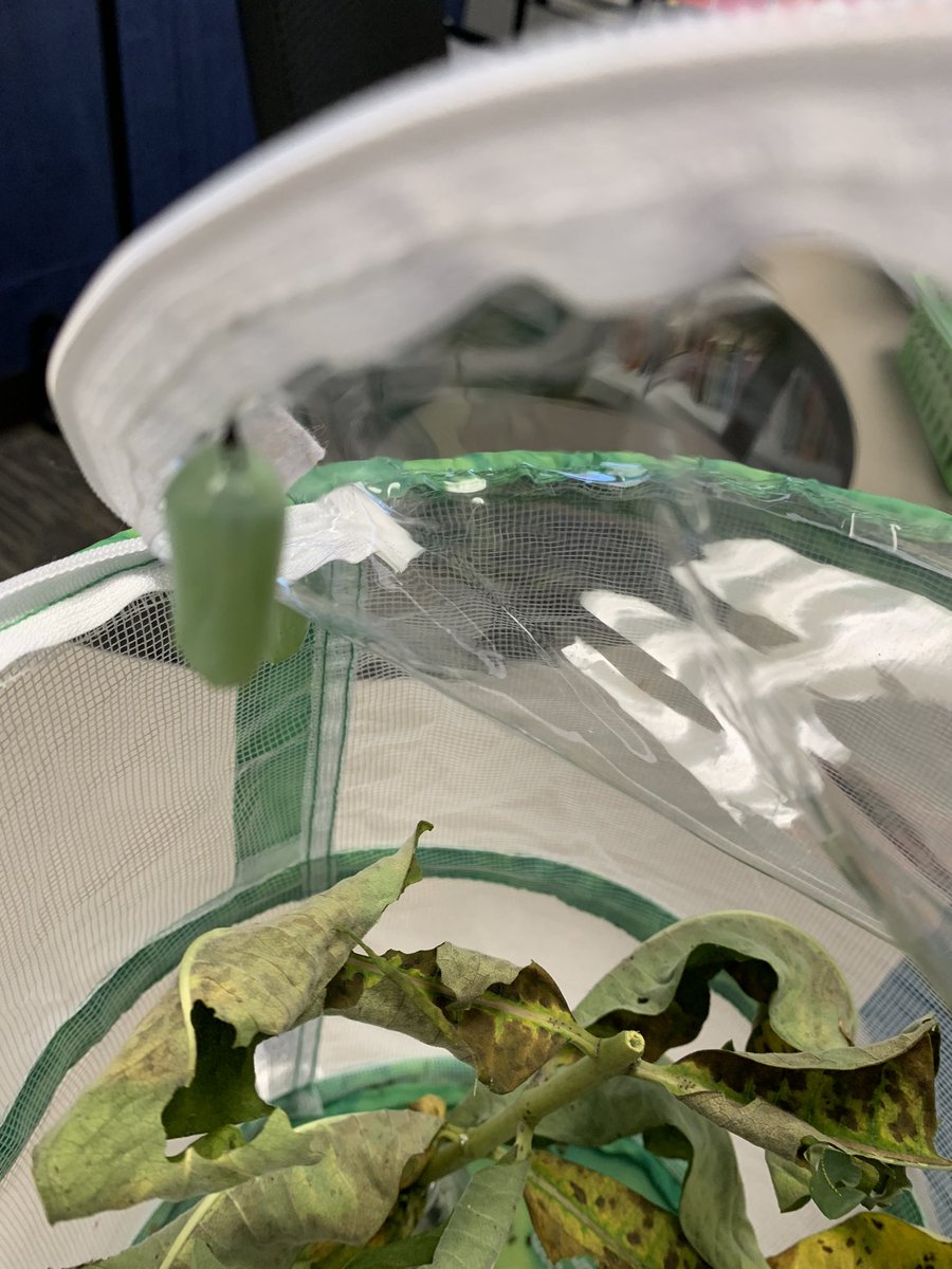 hensongrade3's tweet image. The excitement is palpable #scienceisaverb #ThisishowweSTEM #ICE2122 #lifechangesandgrowsunit