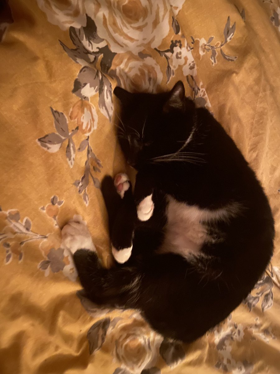 AJR_1984's tweet photo. @MissMillsSci Mines sleeping on the bed https://t.co/sxazKy02m2