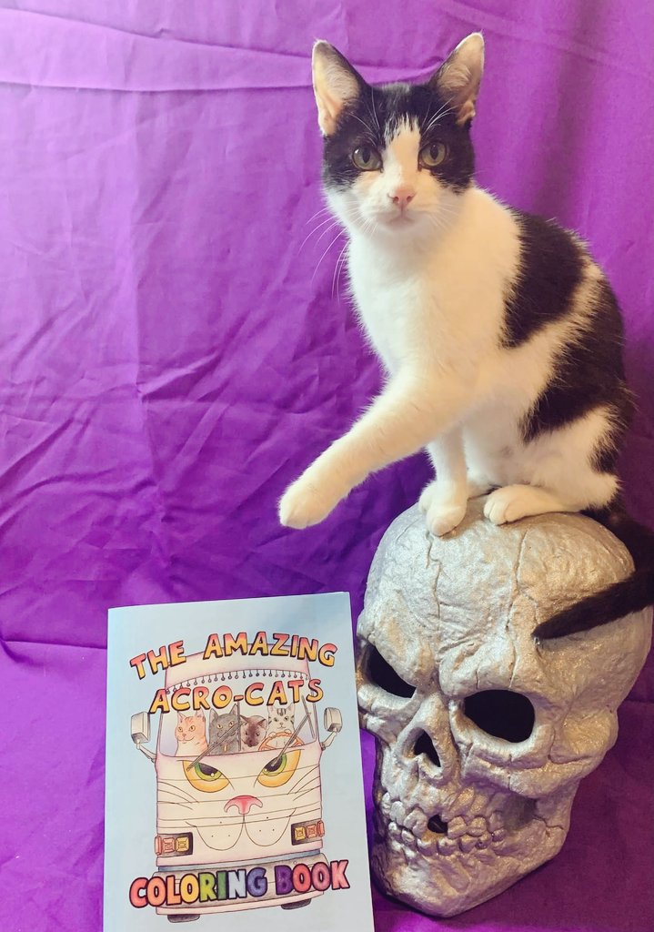 JaxAcrocat's tweet photo. 1ST DAY OF SPOOKY SEASON! OMC!💀
BUY YER COLORING BOOK MEOW TO PAWTICIPATE IN MY SPOOKY COLORING CONTEST! STARTS OCTOBER 13TH! BIG JAX MERCH PRIZES! ITZ GONNA B PAWESOME!!!!!!
https://t.co/X0I1g4uto8
#JAXACROCAT #ACROCAT https://t.co/9GqCS5yCAI