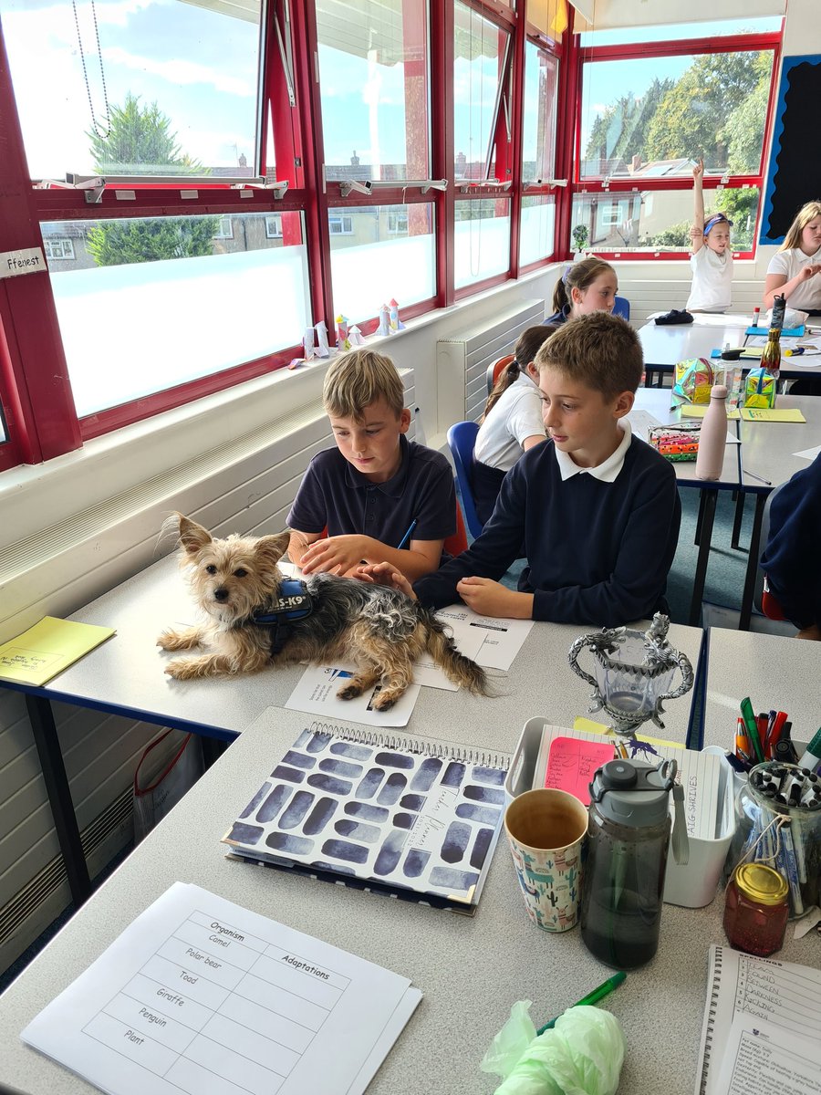 ChepstowScience's tweet photo. What a fantastic afternoon team teaching with Mr Shields. Your class are awesome. Pupils loved their designer dogs session and their visit from the Paw Patrol. Authentic collaborative learning at its best. #pembrokeprimary #chepstowpawpatrol #chepstowscience https://t.co/2NbdOdUeZS
