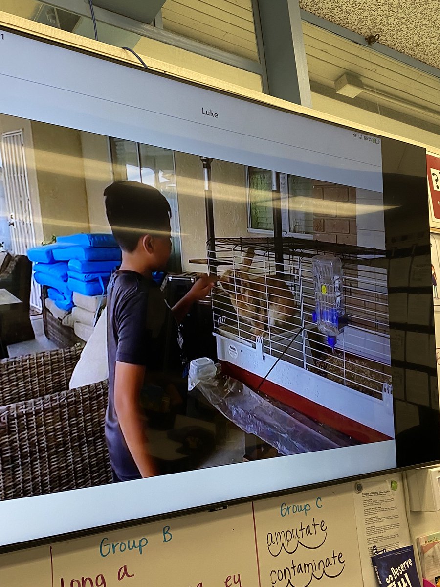 AshleyMBSD's tweet photo. Our first round of #passionprojects are rolling in! Super proud of these #badGATE students! We’ve learned about cleaning up the environment, how to care for a bunny and how plants grow in different types of soil (or orbeez!!) @BurtonSchools #bullpupstrong https://t.co/A0HTA47BRG