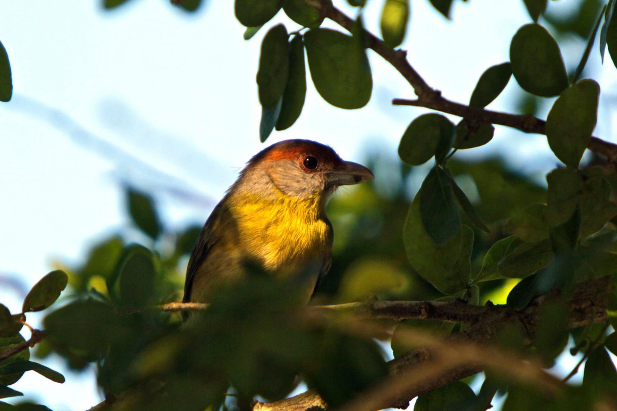 ✨🐦 Como es tradición, cada año tiene lugar el Festival de las Aves Isla Cozumel. Esta vez, su 13 edición es del 14 al 17 de octubre. Entre las actividades hay conferencias virtuales y recorridos de observación. ¡Excelente!🕵️‍♀️🔎🦚
#TurismoQroo #AvesCozumel #CozumelNature #Cozumel