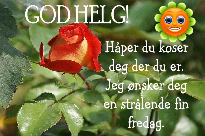 rebeccaschoyen's tweet photo. Ha en fin fredag og god helg til dere alle. 😊 https://t.co/sSzuwuZokI