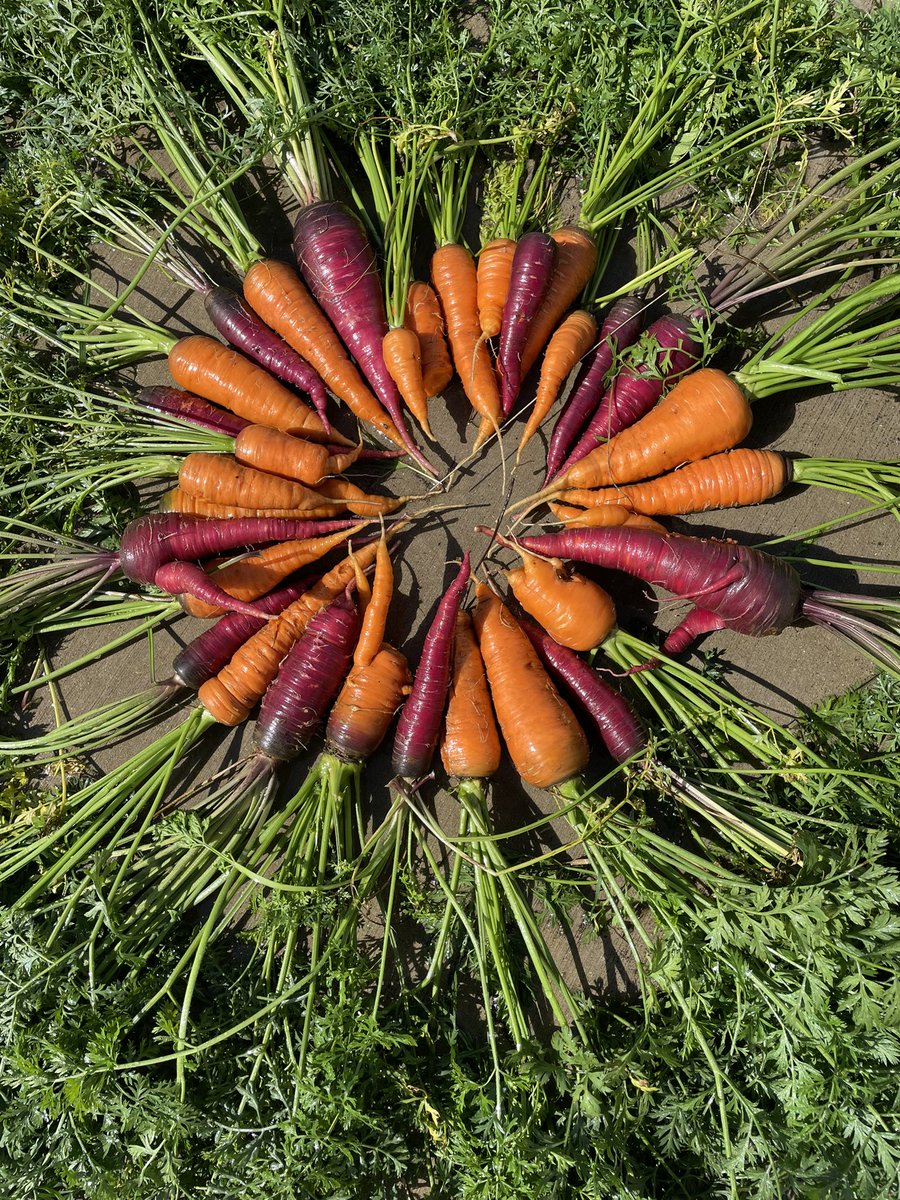A special shout out to my 8th graders who worked hard to plant these beauties last spring!! #gardening #farmtoschool #eatyourveggies #RTSD26LifeReady