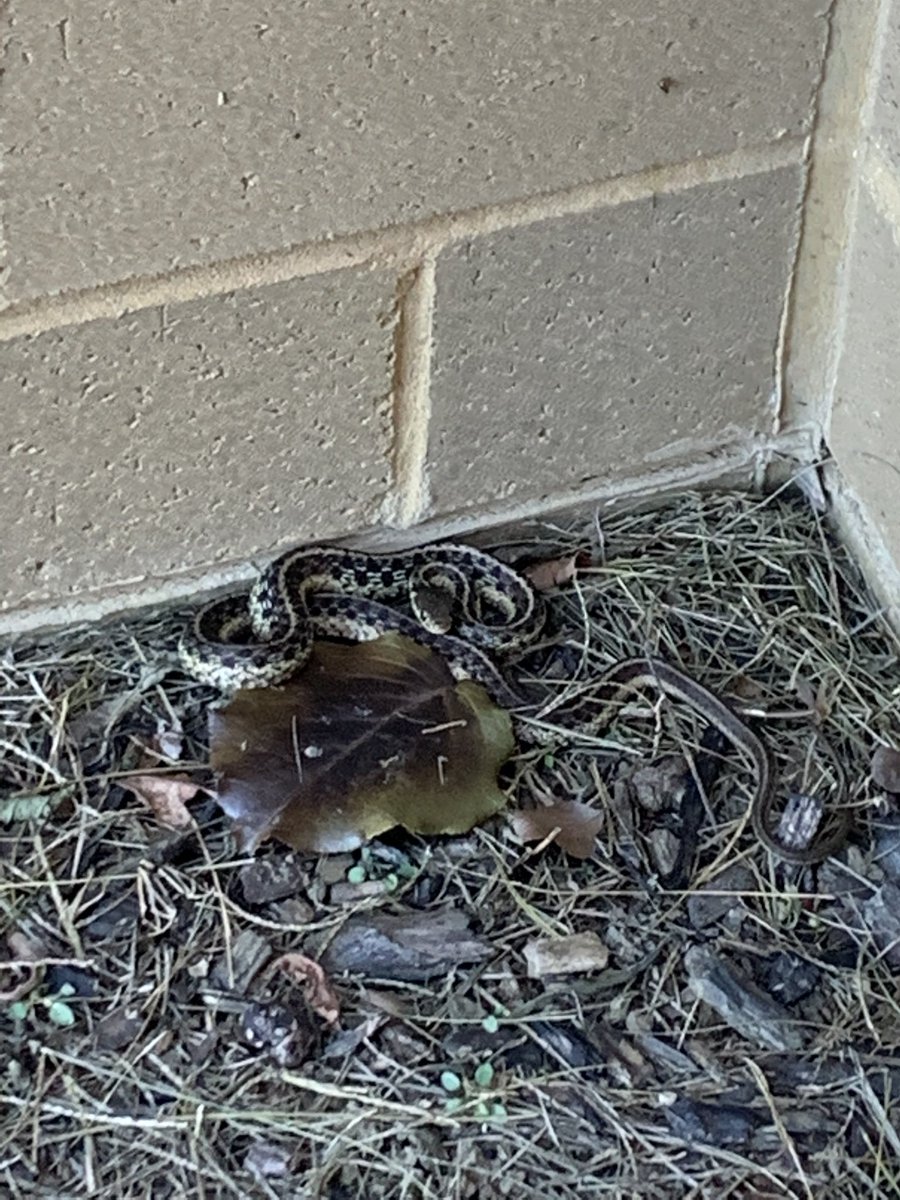 Spotting some nature out at snack 🐍 😍 #WeAreBrookside