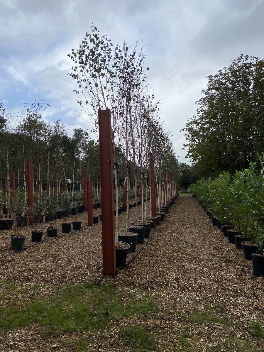 WhatNowDoc's tweet photo. So, the team from @ArchiPlants has performed miracles. We have hundreds of trees and shrubs positioned, tied in and connected to irrigation. Now our #ViewscapeHorticulture apprentices can learn the husbandry needed over the next two years and beyond. https://t.co/SH4HCwfoh4