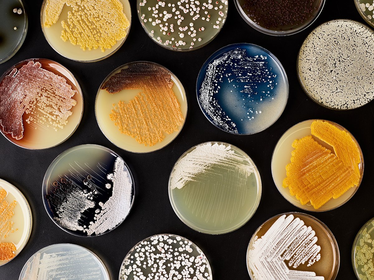 NSF's tweet photo. The world is on the verge of a manufacturing revolution, but some production lines can't be seen by the naked eye. 

Pioneers in synthetic biology are “programming” cells to act as microscopic production machines.  https://t.co/gRLrfAXl3O

📷: @Ginkgo https://t.co/Ww9Tmt27MT