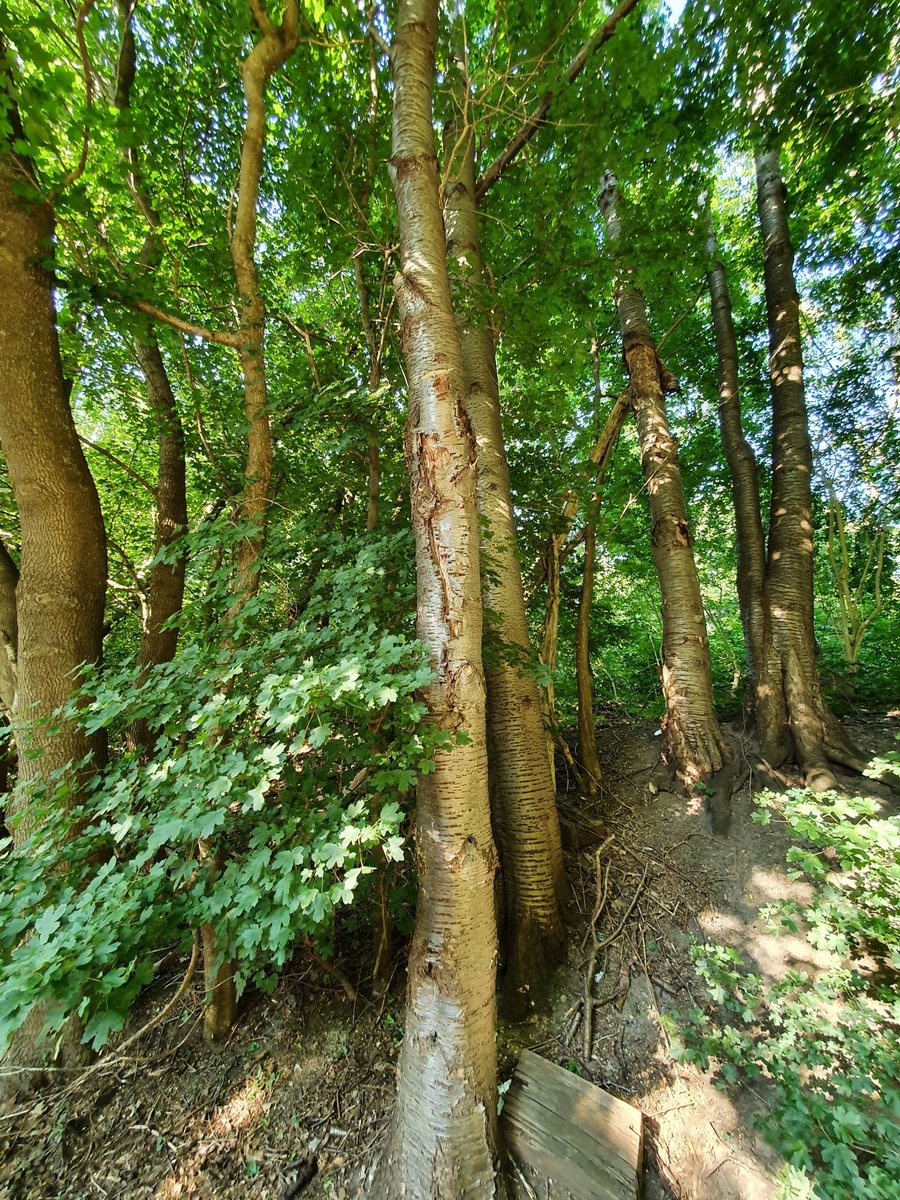 e2shareDe's tweet photo. #GerettetStattNurGeredet
Vielen Dank an unsere Waldpaten. Ihr schützt nachhaltig die geretteten Wälder in Deutschland und schützt damit #Klima.
Infos zu den Waldprojekten - https://t.co/Wfsu1Ef33K und unserer Arbeit.
#e2share #waldretten #klimaschutz #naturschutz #jederbaumzählt https://t.co/Z4IDju4oY8