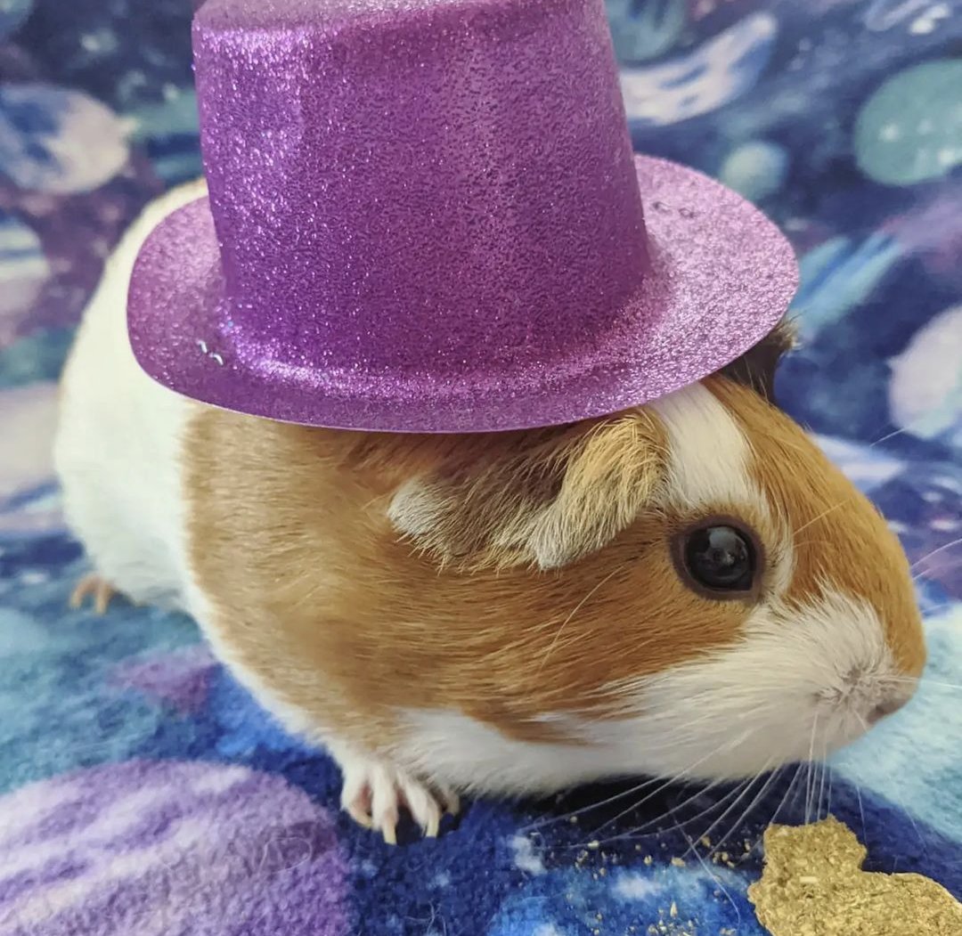 thegayneapigs's tweet photo. Happy 1st Birthday to our foster, LazySusan! 🎉🎈1️⃣✨ #hbd #mgpr https://t.co/YiDQr0iFgH