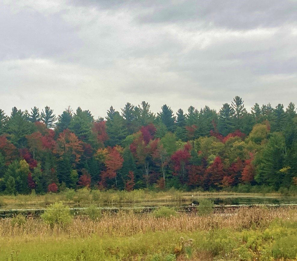 GreenfireVT's tweet photo. The season has progressed nicely, and if the weather continues to cooperate, brace yourself for the next level in the days and weeks to come! Read this week’s foliage report: https://t.co/hjXvojAsSp.
#FindYourPeakVT
#SeeingIsBeLEAFing
#WorldsBestFoliage https://t.co/M7Ns5zGviq