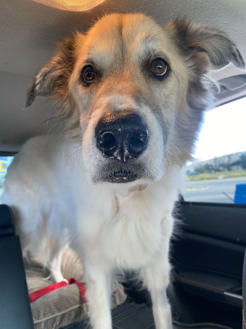 dog_rates's tweet photo. This is Sheba. She has a lymphoma tumor on her neck that is too dangerous to surgically remove. Her best chance at survival is chemotherapy. Without it, she only has a few weeks left. You can help Sheba and her family afford treatment below. 13/10
 
https://t.co/SVgnWKQv7k https://t.co/yPMObaKz61