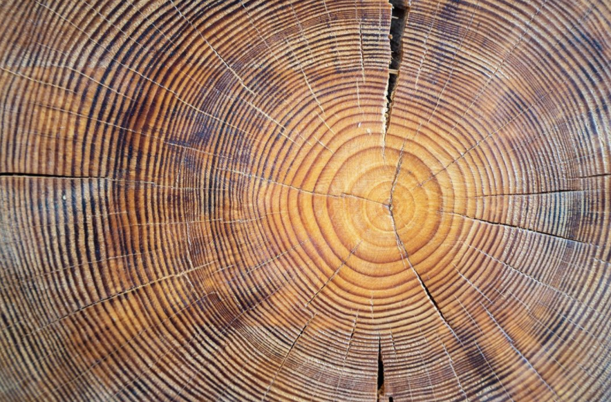 A tree's light-colored rings represent wood that grew in the spring and early summer, while the dark rings represent wood that grew in the late summer and fall. 
👇
1 light ring + 1 dark ring = 1️⃣ year of a tree’s life.