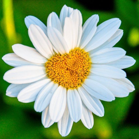 Canmanammm's tweet photo. Ben #seni.....
Oluru yokken, #imkansızken,
O bildik #inadımla,
Sonsuz aşka #inandım'da sevdim.
Ben seni.....
#Varlığına çok #şükür #deyip
Abdest aldım'da #sevdim..!!
#1Ekim https://t.co/hPMIIUAWFt