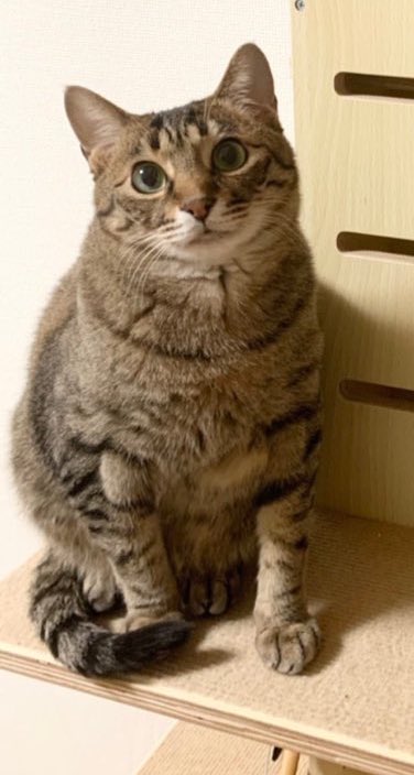 猫語翻訳アプリ使ったら思ってたより態度でかめだった 投稿がバズる 猫を飼っているtwitter民の翻訳結果をまとめてみました Togetter 猫語翻訳アプリ使ったら思ってたより態度でかめだった 投稿がバズる 猫を飼っているtwitter民の翻訳結果をまとめてみました Togetter