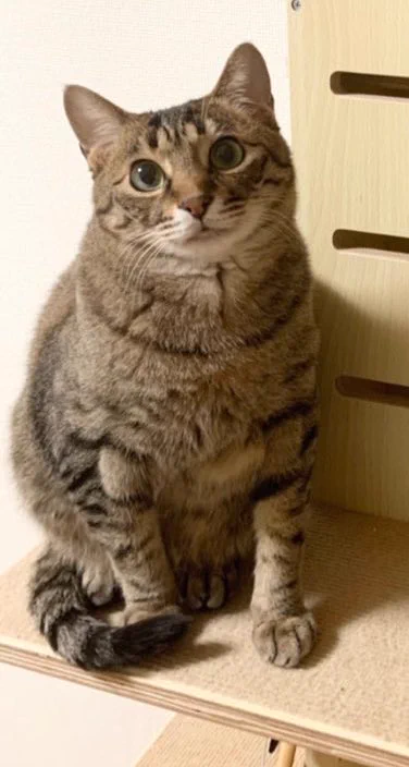 飼い猫の本音が分かる！？『猫語翻訳アプリ』