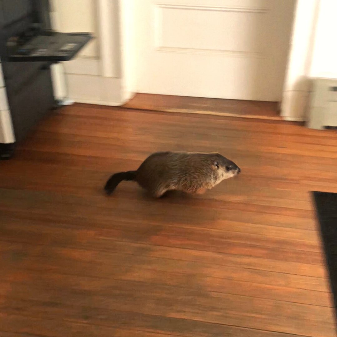 TheMountLenox's tweet photo. A groundhog made a visit to the Gatehouse!
-
He pitched his dream of renovating The Mount to have large burrows and tunnels throughout the property, but we decided to pass on the idea.
-
#TheMount #groundhog #emergingarchitect #intheBerkshires https://t.co/bbWQc5QCgd