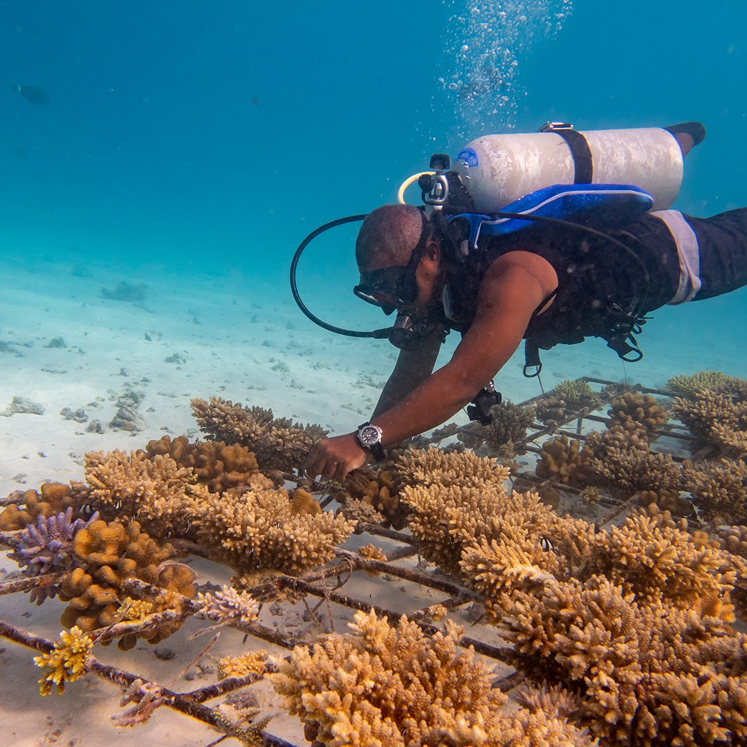 Taj Coral Reef Resort u0026 Spa (@tajcoralreef) / Twitter