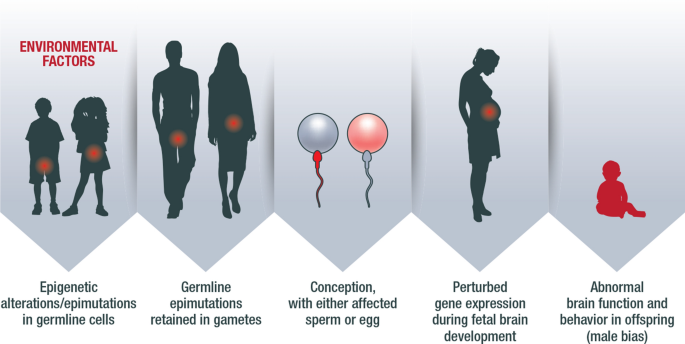 JillEscher's tweet image. Happy to share our new paper out in Journal of Autism and Developmental Disorders. It argues that we should investigate how certain exposures (such as some general anesthesia) may damage human germline, causing heritable pathology such as #autism. link.springer.com/article/10.100…
