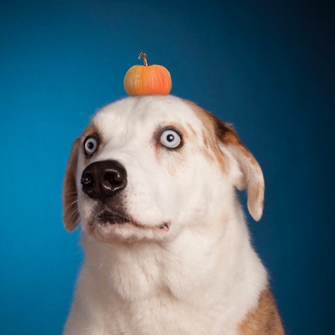 dog_rates's tweet photo. #NewProfilePic https://t.co/GePJxSI74P
