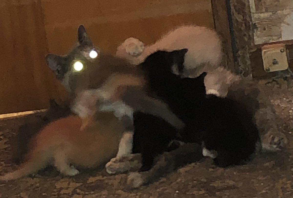 PunchFake's tweet photo. Feed, my children. Feast upon mommy’s generous teet. https://t.co/I8rPpQVZqX