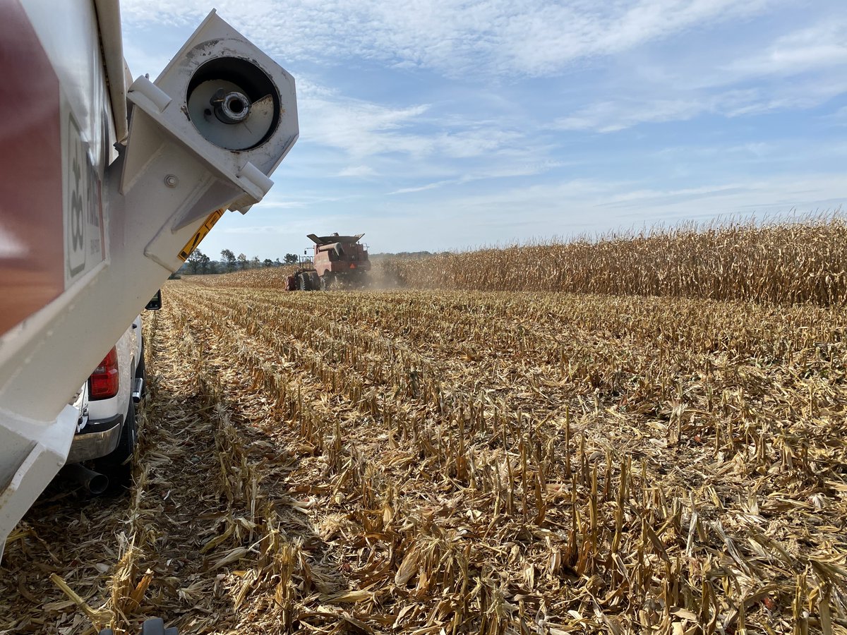 Josh Shofner (@joshshofner) on Twitter photo How it started vs how it’s going. First replicated <a href="/PioneerSeeds/">Pioneer Seeds U.S.</a> corn PKP plot of the year near Saint Charles, MN. <a href="/bbloom06/">Brian Bloom</a> 🌽 How it started vs how it’s going. First replicated <a href="/PioneerSeeds/">Pioneer Seeds U.S.</a> corn PKP plot of the year near Saint Charles, MN. <a href="/bbloom06/">Brian Bloom</a> 🌽
