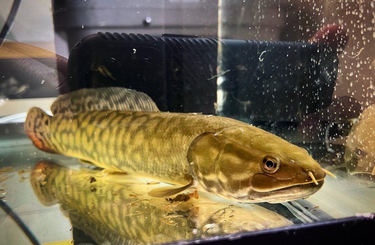 TheGarLab's tweet image. Eye-to-eye with #GarLab’s Bowfin; we’re open to names if you’ve got suggestions!