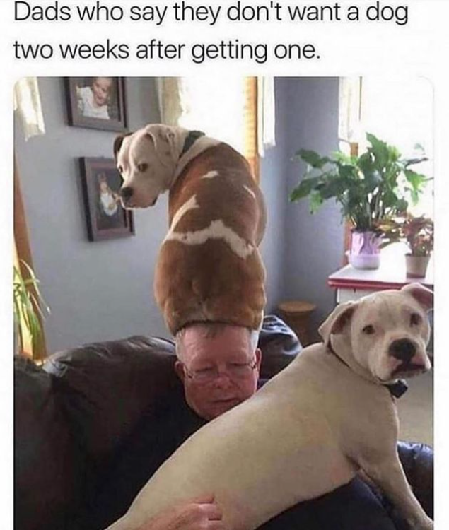 Every dad that declares he doesn't want any pets...

#doglovers #animallovers #pethumor