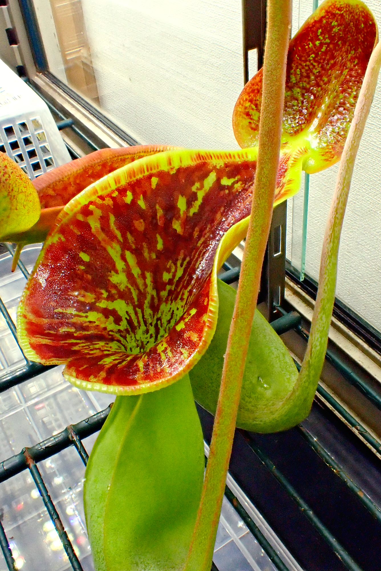 藻岩山（食虫植物栽培録など） on X